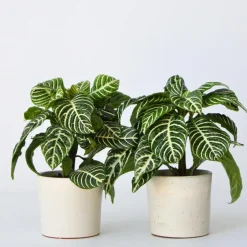 Plant in a Box Zebraplant - Set van 4 - Aphelandra squarrosa - Hoogte 25-45cm - ⌀13cm Sale