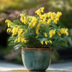 Plant in a Box Zilveracacia - Set van 3 - Mimosa dealbata - Hoogte 25-40cm - ⌀9cm Clearance