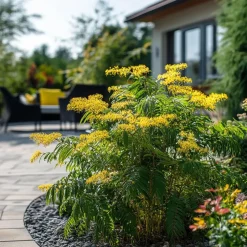 Plant in a Box Zilveracacia - Set van 6 - Mimosa dealbata - Hoogte 25-40cm - ⌀9cm Hot