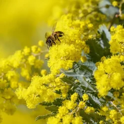 Plant in a Box Zilveracacia - Set van 6 - Mimosa dealbata - Hoogte 25-40cm - ⌀9cm Hot