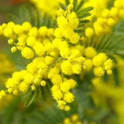 Plant in a Box Zilveracacia - Set van 6 - Mimosa dealbata - Hoogte 25-40cm - ⌀9cm Hot