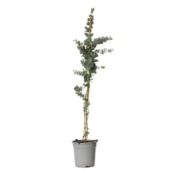 Plant in a Box Zilvereucalyptus - Eucalyptus cinerea 'Silver Dollar' - Hoogte 90-110cm - ⌀19cm Sale