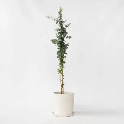 Plant in a Box Zilvereucalyptus - Eucalyptus cinerea 'Silver Dollar' - Hoogte 90-110cm - ⌀19cm Sale