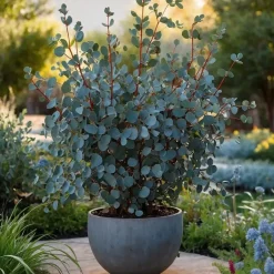 Plant in a Box Zilvereucalyptus - Eucalyptus cinerea 'Silver Dollar' - Hoogte 90-110cm - ⌀19cm Sale