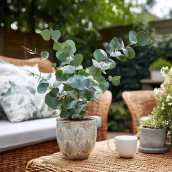 Plant in a Box Zilvereucalyptus - Eucalyptus cinerea 'Silver Dollar' - Hoogte 90-110cm - ⌀19cm Sale