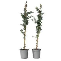 Plant in a Box Zilvereucalyptus - Set van 2 - Eucalyptus - Hoogte 90-110cm - ⌀19cm Clearance