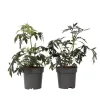 Plant in a Box Zwarte vlier - Set van 2 - Sambucus nigra 'Black Lace' - Hoogte 25-40cm - ⌀17cm Discount