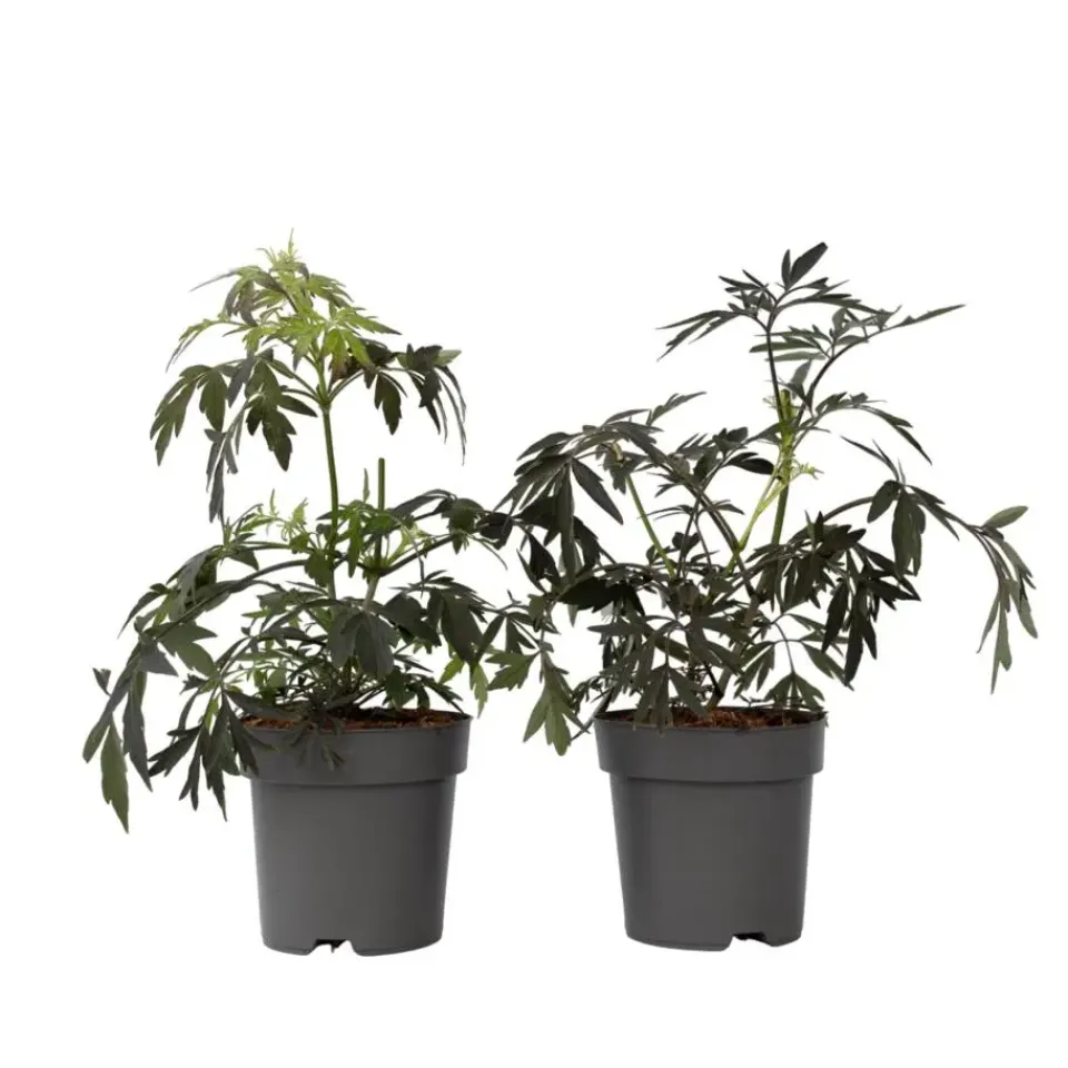 Plant in a Box Zwarte vlier - Set van 2 - Sambucus nigra 'Black Lace' - Hoogte 25-40cm - ⌀17cm Discount