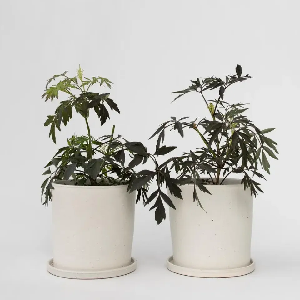 Plant in a Box Zwarte vlier - Set van 2 - Sambucus nigra 'Black Lace' - Hoogte 25-40cm - ⌀17cm Discount