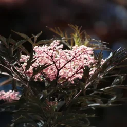 Plant in a Box Zwarte vlier - Set van 2 - Sambucus nigra 'Black Lace' - Hoogte 25-40cm - ⌀17cm Discount