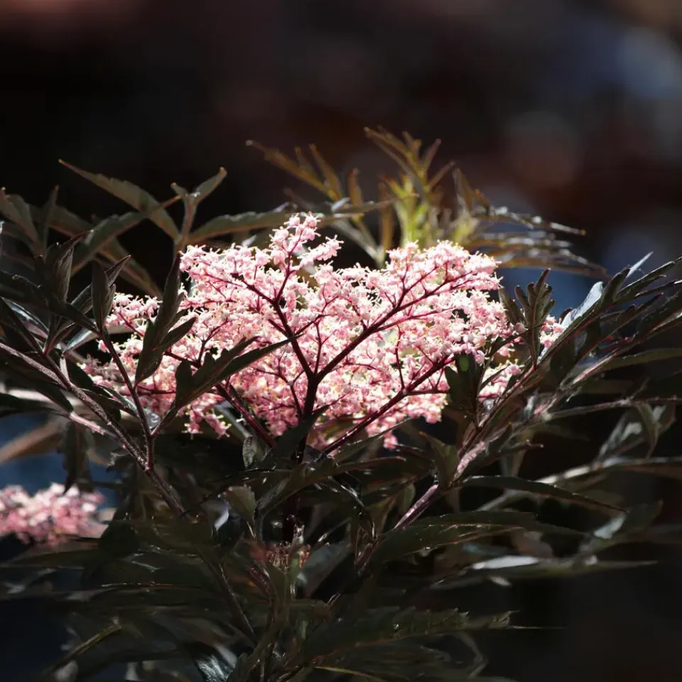 Plant in a Box Zwarte vlier - Set van 2 - Sambucus nigra 'Black Lace' - Hoogte 25-40cm - ⌀17cm Discount