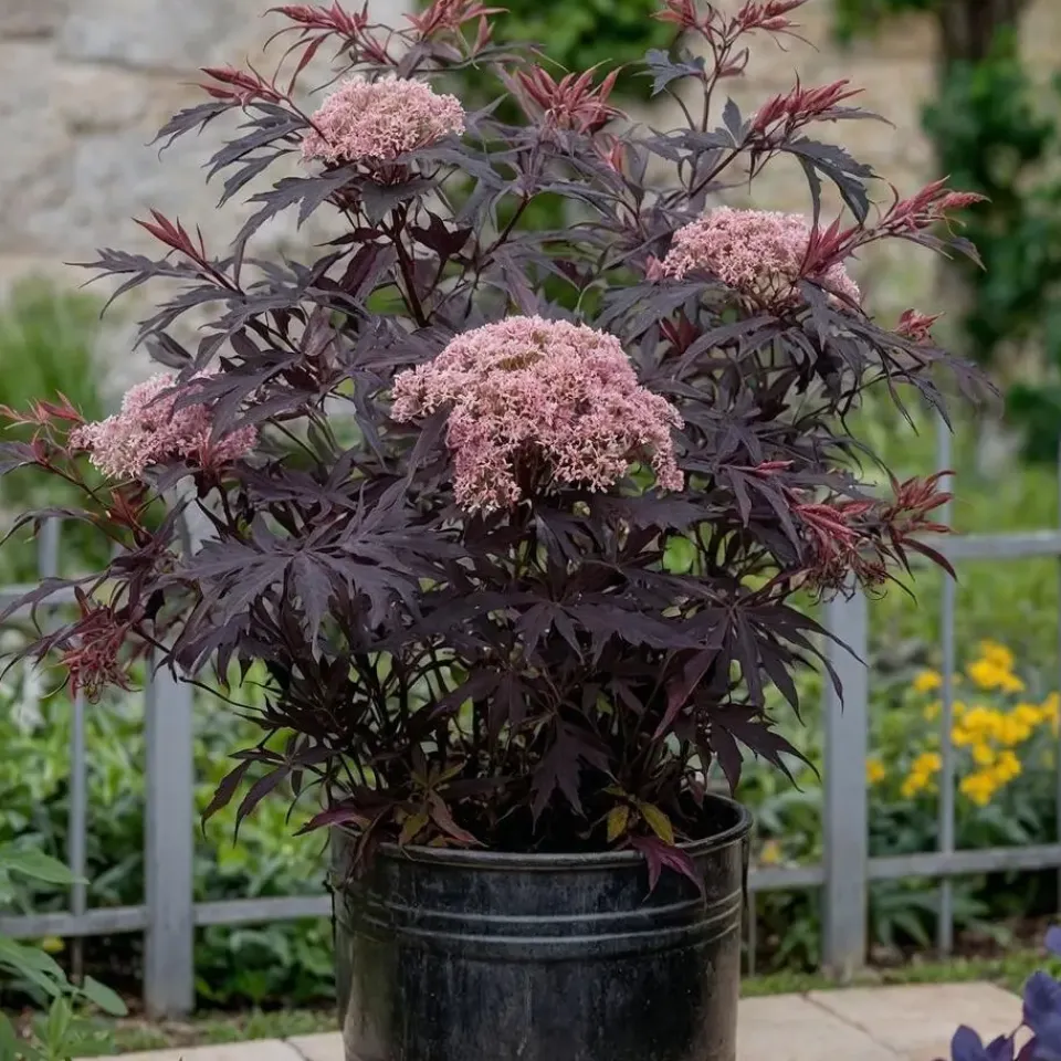 Plant in a Box Zwarte vlier - Set van 2 - Sambucus nigra 'Black Lace' - Hoogte 25-40cm - ⌀17cm Discount