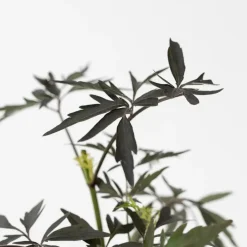 Plant in a Box Zwarte vlier - Set van 2 - Sambucus nigra 'Black Lace' - Hoogte 25-40cm - ⌀17cm Discount