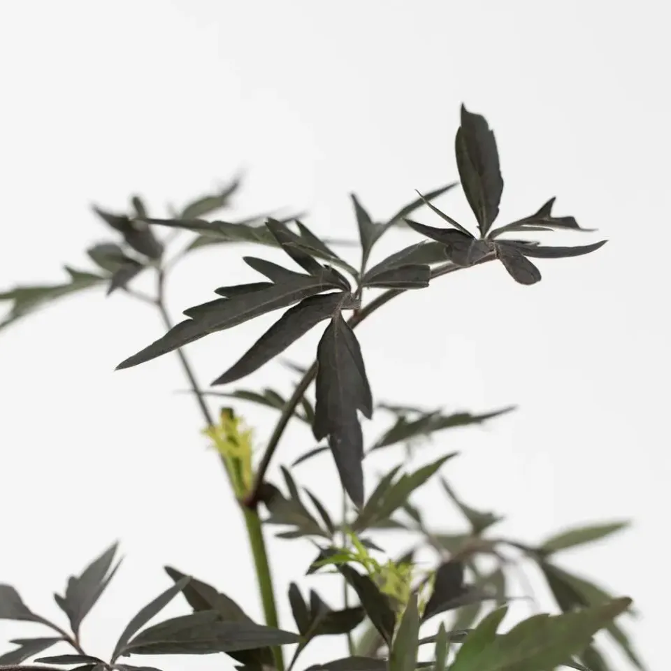 Plant in a Box Zwarte vlier - Set van 2 - Sambucus nigra 'Black Lace' - Hoogte 25-40cm - ⌀17cm Discount