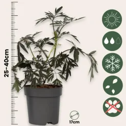 Plant in a Box Zwarte vlier - Set van 2 - Sambucus nigra 'Black Lace' - Hoogte 25-40cm - ⌀17cm Discount