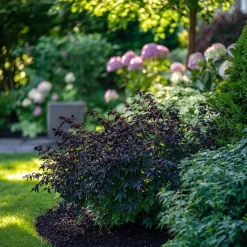 Plant in a Box Zwarte vlier - Set van 2 - Sambucus nigra 'Black Lace' - Hoogte 25-40cm - ⌀17cm Discount