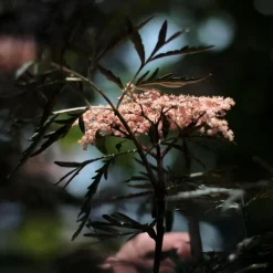 Plant in a Box Zwarte vlier - Set van 2 - Sambucus nigra 'Black Lace' - Hoogte 25-40cm - ⌀17cm Discount