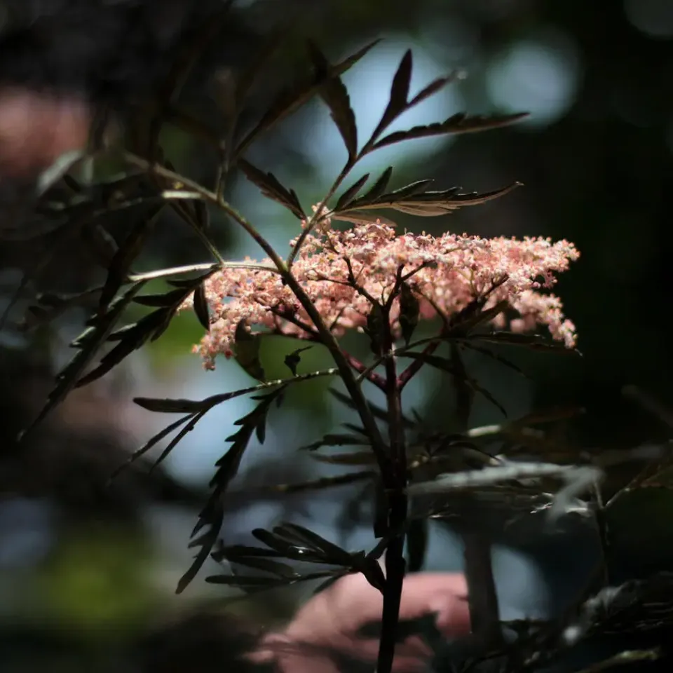 Plant in a Box Zwarte vlier - Set van 2 - Sambucus nigra 'Black Lace' - Hoogte 25-40cm - ⌀17cm Discount