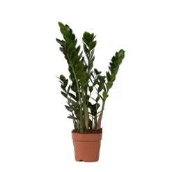 Plant in a Box ZZ-plant - Zamioculcas Zamiifolia - Hoogte 55-65cm - ⌀17cm Discount