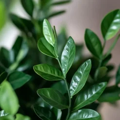 Plant in a Box ZZ-plant - Zamioculcas Zamiifolia - Hoogte 55-65cm - ⌀17cm Discount