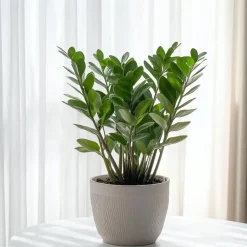 Plant in a Box ZZ-plant - Zamioculcas Zamiifolia - Hoogte 55-65cm - ⌀17cm Discount