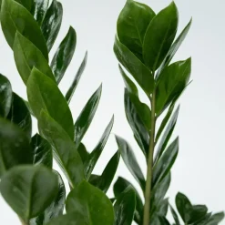 Plant in a Box ZZ-plant - Zamioculcas Zamiifolia - Hoogte 55-65cm - ⌀17cm Discount