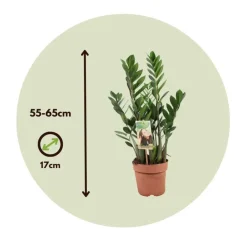Plant in a Box ZZ-plant - Zamioculcas Zamiifolia - Hoogte 55-65cm - ⌀17cm Discount