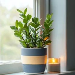 Plant in a Box ZZ-plant - Zamioculcas Zamiifolia - Hoogte 55-65cm - ⌀17cm Discount