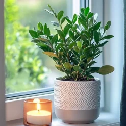 Plant in a Box ZZ-plant - Zamioculcas Zamiifolia - Hoogte 55-65cm - ⌀17cm Discount