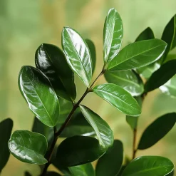 Plant in a Box ZZ-plant - Zamioculcas Zamiifolia - Hoogte 55-65cm - ⌀17cm Discount